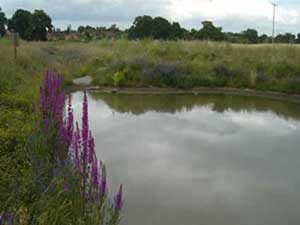 natural ponds